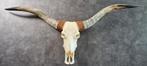 Grote long horn skull echt ook waterbuffel ram skelet, Ophalen of Verzenden, Nieuw, Overige soorten, Schedel