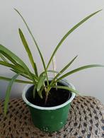 Agapanthus +++Ruil mij!!+++, Ophalen