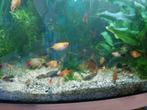 Te koop : Platy's alle kleuren, Vis, Zoetwatervis, Schoolvis