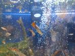 Guppy's te koop, Dieren en Toebehoren, Vissen | Aquariumvissen, Vis, Zoetwatervis, Schoolvis