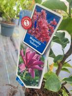 Grote magnolia struiken, Ophalen of Verzenden, Overige soorten, Minder dan 100 cm