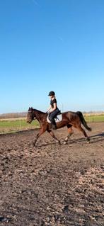 Bij rijd paard/les paard gezocht, Dieren en Toebehoren, Paarden en Pony's | Overige Paardenspullen, Ophalen of Verzenden, Springen