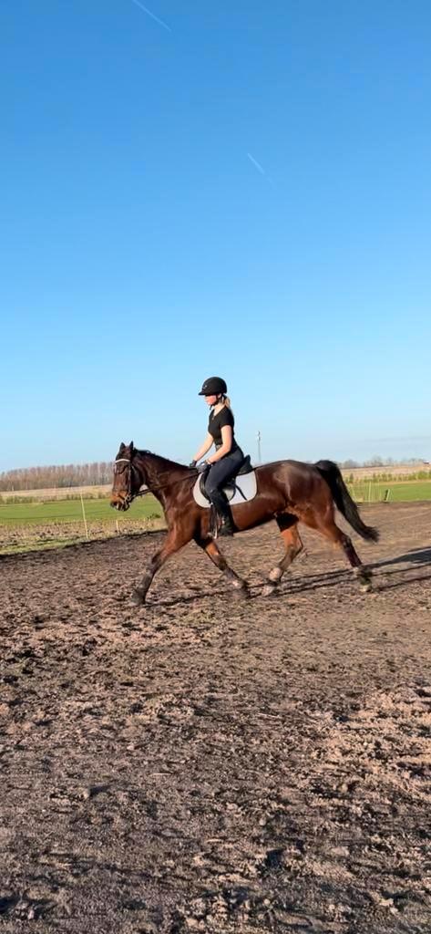 Bij rijd paard/les paard gezocht, Dieren en Toebehoren, Paarden en Pony's | Overige Paardenspullen, Springen, Ophalen of Verzenden