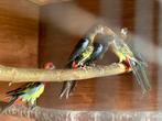 Pracht Rosella mutaties zwart, wildkeur split zwart 2025, Dieren en Toebehoren, Mannelijk, Parkiet