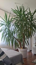 Plant, Tuin en Terras, Ophalen, Nieuw