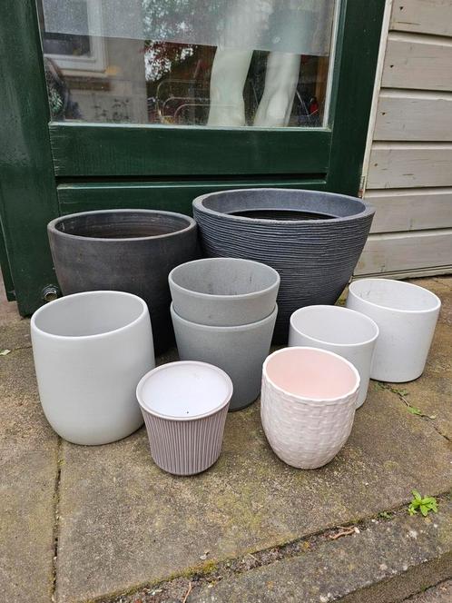 Planten potten voor binnen, Huis en Inrichting, Kamerplanten, Overige soorten, Minder dan 100 cm, Ophalen