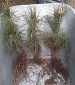 Grove den - Pinus sylvestris wortelgoed - 40/60 en 80/120cm, Bloeit niet, Overige soorten, Minder dan 100 cm, Ophalen