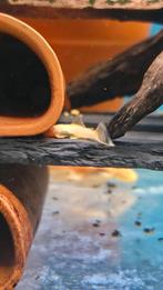 Ancistrus albino (tijdelijk uitverkocht), Dieren en Toebehoren, Vis