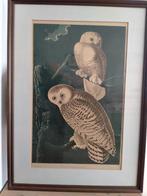 Litho AUDUBON snowy owl /sneeuwuil Amsterdam Edition., Ophalen