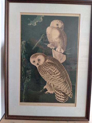 Litho AUDUBON snowy owl /sneeuwuil Amsterdam Edition. beschikbaar voor biedingen