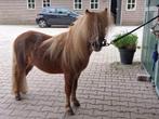 Lieve shetlander hengst 3jaar te koop, Dieren en Toebehoren, Pony's, Hengst, A pony (tot 1.17m), 0 tot 2 jaar