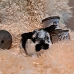 Raszuivere NHD baby konijntjes, Meerdere dieren, Dwerg, Hangoor, 0 tot 2 jaar
