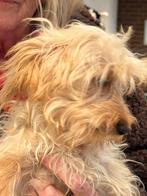 Wegens annulering  lief teefje kruising Maltipoo!, Dieren en Toebehoren, Honden | Niet-rashonden, Nederland, CDV (hondenziekte)