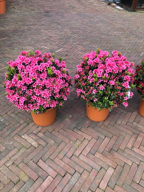 Azalea japonica bollen superstrak volle bollen aktieprijs, Tuin en Terras, Planten | Bomen, Overige soorten, Minder dan 100 cm