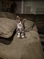 Nestje prachtige kittens. 8 weken oud, Dieren en Toebehoren, Katten en Kittens | Overige Katten, Meerdere dieren