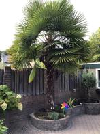 Grote Palmboom - Zelf Uitsteken, Tuin en Terras, Planten | Bomen, Zomer, Palmboom, 400 cm of meer, Ophalen