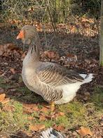 Toulouse dewlap gent, Mannelijk, Gans of Zwaan