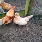 Watermaalse baardkrielen, Dieren en Toebehoren, Meerdere dieren, Kip