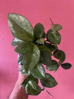 Hoya carnosa Freckles Splash, Verzenden, Overige soorten, Minder dan 100 cm