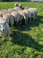Pracht koppel ooien, Dieren en Toebehoren, Schapen, Geiten en Varkens, Vrouwelijk, Schaap, 0 tot 2 jaar