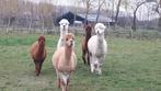 alpaca's te koop, kudde van 5, Dieren en Toebehoren, Overige Dieren, Meerdere dieren, Voor 1 juli 2024