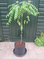 Kerieboom, Murraya koenigii, kerrieblad 100 cm, Ophalen, Overige soorten, In pot, 100 tot 150 cm