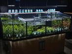 Diverse aquariumplanten op voorraad!, Dieren en Toebehoren, Ophalen, Nieuw, Plant(en), Steen of Hout