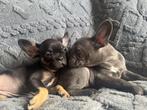 Franse bulldog pups met arfe stamboom, Dieren en Toebehoren, Honden | Bulldogs, Pinschers en Molossers, 8 tot 15 weken, Meerdere