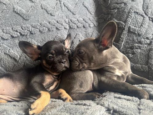 Franse bulldog pups met arfe stamboom, Dieren en Toebehoren, Honden | Bulldogs, Pinschers en Molossers, Meerdere dieren, Bulldog