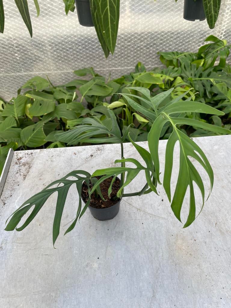 Monstera Croatii, Huis en Inrichting, Kamerplanten, Ophalen of Verzenden, Halfschaduw, Minder dan 100 cm