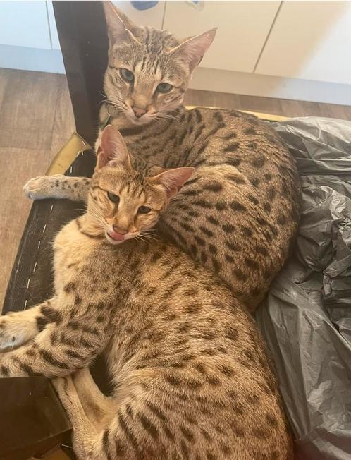 Savannah f2 moeder en dochter, Dieren en Toebehoren, Katten en Kittens | Raskatten | Korthaar, Poes, 6 jaar of ouder, Gechipt