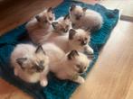 Heilige Birmaan x Ragdoll MOGEN VERHUIZEN!!, Dieren en Toebehoren, Katten en Kittens | Raskatten | Langhaar, Meerdere dieren, Gechipt