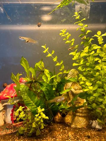 Guppies beschikbaar voor biedingen