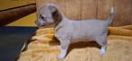 Chihuahuapups, België, Fokker | Hobbymatig, CDV (hondenziekte), 8 tot 15 weken