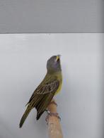 Mozambiquesijs pop 30 euro, Dieren en Toebehoren, Vogels | Overige Vogels, Vrouwelijk