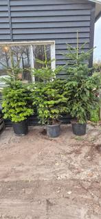 Nordmann | kerstboom, Tuin en Terras, Bloeit niet, Overige soorten, Minder dan 100 cm, Ophalen