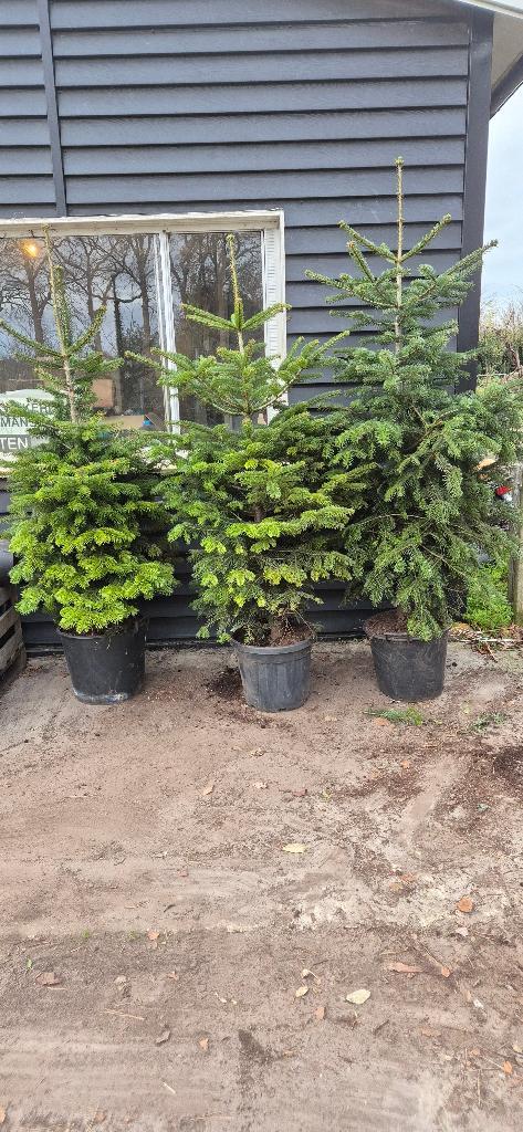 Nordmann | kerstboom, Tuin en Terras, Planten | Bomen, Overige soorten, Minder dan 100 cm, Volle zon, Bloeit niet, In pot, Ophalen