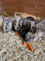 Rex konijntjes aparte kleurslagen, Dieren en Toebehoren, Konijnen, Mannelijk