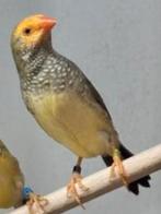 GEZOCHT koppel orangekop binsenastrildes uit buitenvoliere ., Dieren en Toebehoren, Vogels | Overige Vogels, Meerdere dieren, Tropenvogel