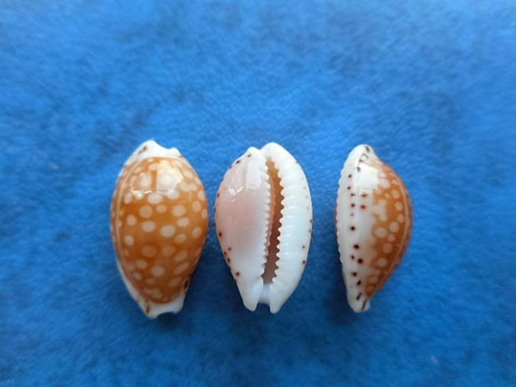 Schelpen: Cypraea gaskoini Reeve gem 13-15mm, Verzamelen, Mineralen en Fossielen, Schelp(en), Verzenden