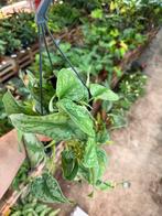 Scindapsus Trebie Hangplant - Makkelijke kamerplant, Huis en Inrichting, Ophalen of Verzenden