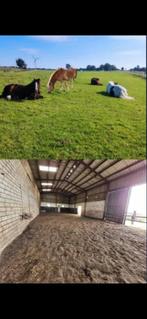 Mooie Stalling, Weidegang, 4 paarden of pony's of meer