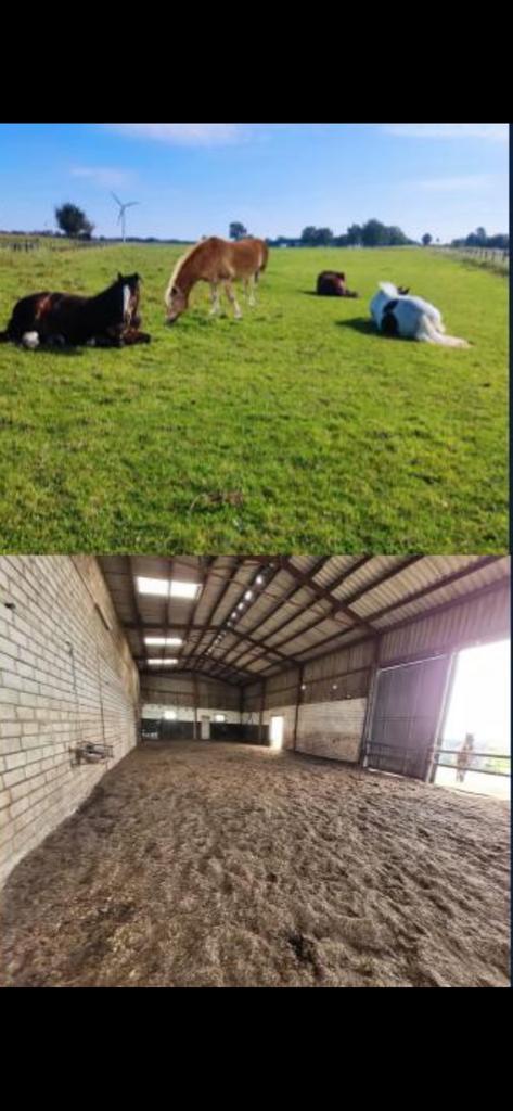 Mooie Stalling, Dieren en Toebehoren, Stalling en Weidegang, Stalling, Weidegang, 4 paarden of pony's of meer