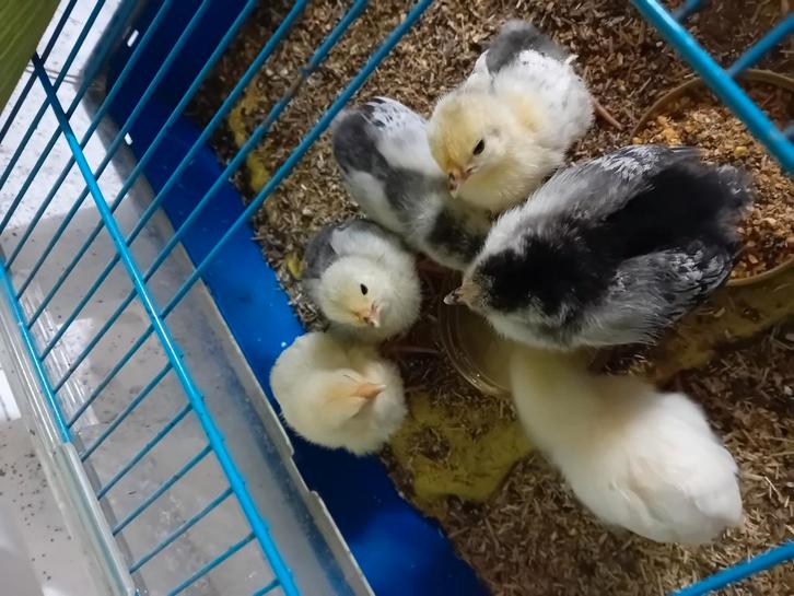 Jonge kuikens krielkippen kruising kuikentjes, Dieren en Toebehoren, Pluimvee, Kip, Geslacht onbekend