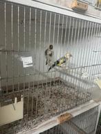 Koppel putters, Meerdere dieren, Parkiet