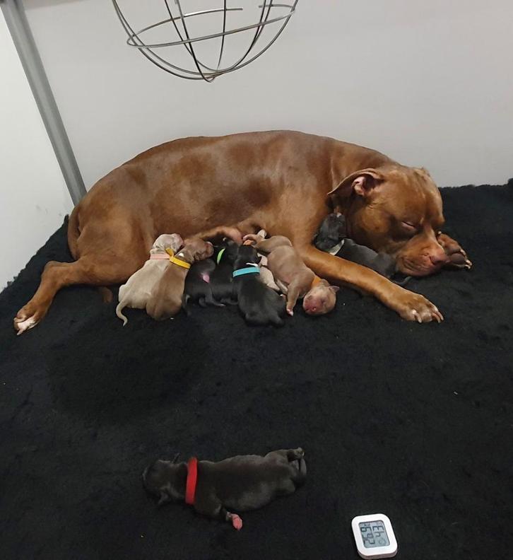 Bijzonder kleurrijk nest geboren American Bully XL, Dieren en Toebehoren, Honden | Bulldogs, Pinschers en Molossers, Meerdere dieren