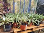 Yucca gloriosa, Ophalen, Zomer, Overige soorten, Volle zon