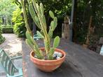 Cactus  zonder pot te koop., Tuin en Terras, Planten | Tuinplanten, Ophalen of Verzenden, Zomer, Overige soorten, Volle zon