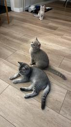 Britse korthaar reserveer nu na vakantie ophalen, Dieren en Toebehoren, Katten en Kittens | Dekkaters, 0 tot 2 jaar