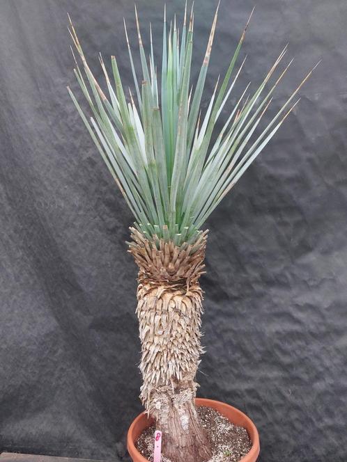 Yucca rigida 8, 125 cm, stam 60 cm, Tuin en Terras, Planten | Tuinplanten, Vaste plant, Overige soorten, Volle zon, Ophalen of Verzenden